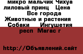 микро мальчик Чихуа лиловый принц › Цена ­ 90 - Все города Животные и растения » Собаки   . Ингушетия респ.,Магас г.